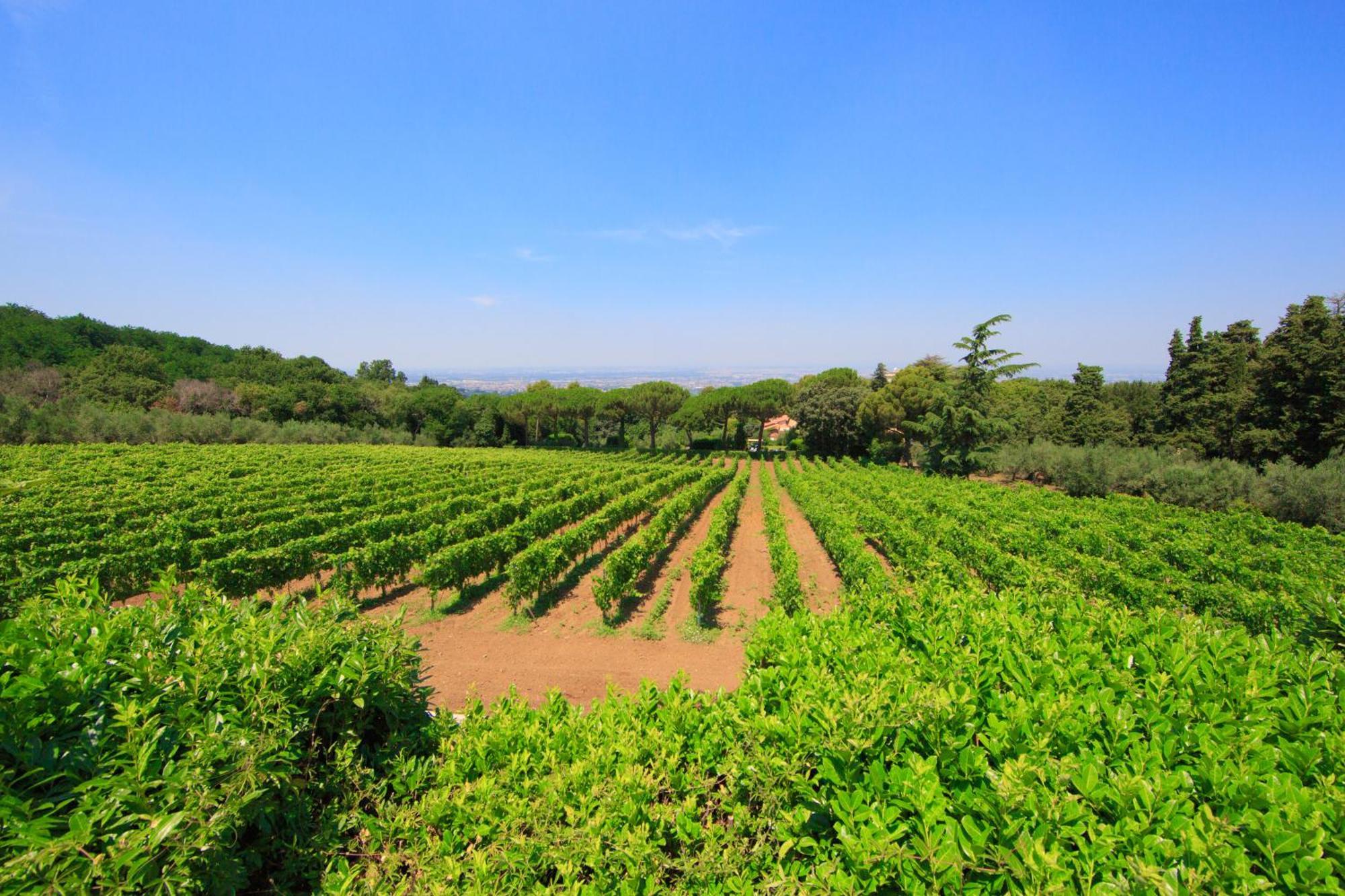 Frascati Country House Grottaferrata Eksteriør billede